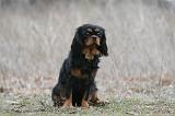 CAVALIER KING CHARLES 815